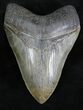 Light Colored Fossil Megalodon Tooth - Georgia #28280-1